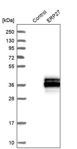 Invitrogen ERP27 Polyclonal Antibody 100 &mu;L; Unconjugated:Antibodies,