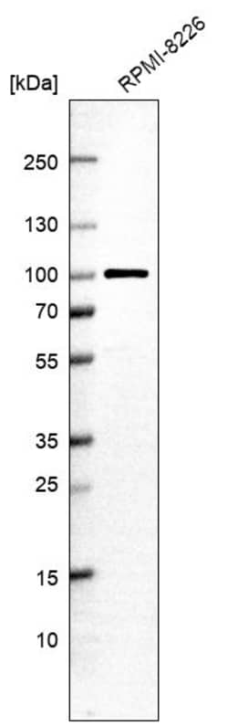 Invitrogen VPS51 Polyclonal Antibody 100 &mu;L; Unconjugated:Antibodies,