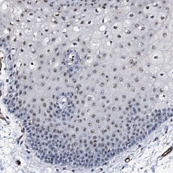 Invitrogen EMG1 Polyclonal Antibody 100 &mu;L; Unconjugated:Antibodies,