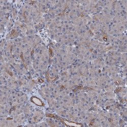 Invitrogen C10orf88 Polyclonal Antibody 100 &mu;L; Unconjugated:Antibodies,