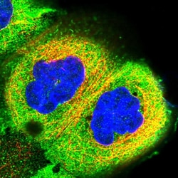 Invitrogen RCCD1 Polyclonal Antibody 100 &mu;L; Unconjugated:Antibodies,