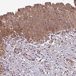 Invitrogen RCCD1 Polyclonal Antibody 100 &mu;L; Unconjugated:Antibodies,