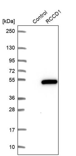 Invitrogen RCCD1 Polyclonal Antibody 100 &mu;L; Unconjugated:Antibodies,