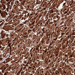 Invitrogen DIP13B Polyclonal Antibody 100 &mu;L; Unconjugated:Antibodies,