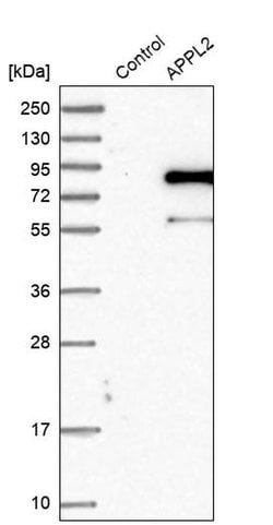 Invitrogen DIP13B Polyclonal Antibody 100 &mu;L; Unconjugated:Antibodies,