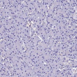 ADH7 Polyclonal Antibody:Antibodies, Polyclonal