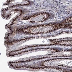 Invitrogen ESD Polyclonal Antibody 100 &mu;L; Unconjugated:Antibodies,