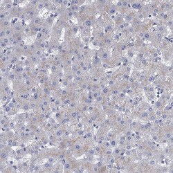 Invitrogen SMAGP Polyclonal Antibody 100 &mu;L | Buy Online | Invitrogen&trade; | Fisher Scientific