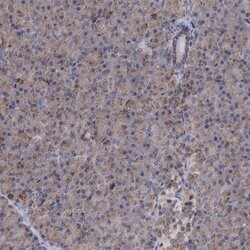 Invitrogen SMAGP Polyclonal Antibody 100 &mu;L | Buy Online | Invitrogen&trade; | Fisher Scientific