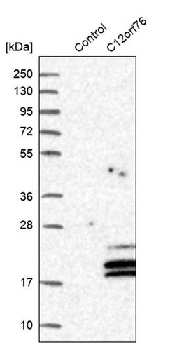Invitrogen C12orf76 Polyclonal Antibody 100 &mu;L; Unconjugated:Antibodies,