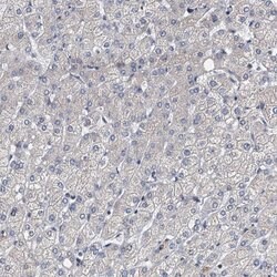 Invitrogen NBEA Polyclonal Antibody 100 &mu;L; Unconjugated:Antibodies,