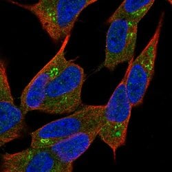Invitrogen NBEA Polyclonal Antibody 100 &mu;L; Unconjugated:Antibodies,