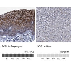 Invitrogen SCEL Polyclonal Antibody 100 &mu;L; Unconjugated:Antibodies,