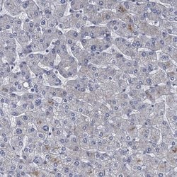 Invitrogen SCEL Polyclonal Antibody 100 &mu;L; Unconjugated:Antibodies,