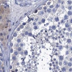 Invitrogen SCEL Polyclonal Antibody 100 &mu;L; Unconjugated:Antibodies,