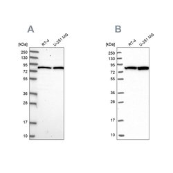 Invitrogen CSTF3 Polyclonal Antibody 100 &mu;L; Unconjugated:Antibodies,
