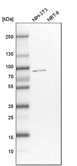 Invitrogen CSTF3 Polyclonal Antibody 100 &mu;L; Unconjugated:Antibodies,