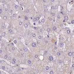 Invitrogen NXPE2 Polyclonal Antibody 100 &mu;L; Unconjugated:Antibodies,