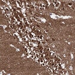 Invitrogen CAPRIN2 Polyclonal Antibody 100 &mu;L; Unconjugated:Antibodies,