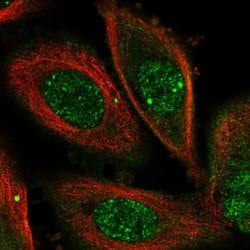 Invitrogen OSGEP Polyclonal Antibody 100 &mu;L; Unconjugated:Antibodies,
