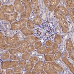 Invitrogen OSGEP Polyclonal Antibody 100 &mu;L; Unconjugated:Antibodies,