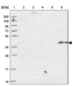 Invitrogen OSGEP Polyclonal Antibody 100 &mu;L; Unconjugated:Antibodies,