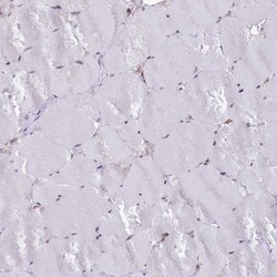 Invitrogen UFM1 Polyclonal Antibody 100 &mu;L; Unconjugated:Antibodies,