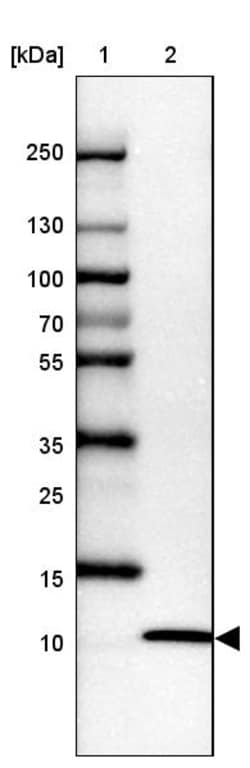 Invitrogen UFM1 Polyclonal Antibody 100 &mu;L; Unconjugated:Antibodies,