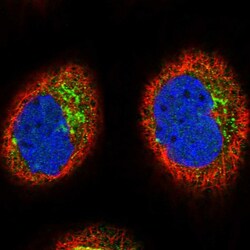 Invitrogen LRRC63 Polyclonal Antibody 100 &mu;L; Unconjugated:Antibodies,