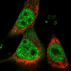 Invitrogen GPN3 Polyclonal Antibody 100 &mu;L; Unconjugated:Antibodies,