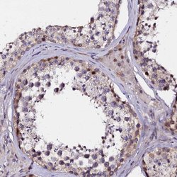 Invitrogen GPN3 Polyclonal Antibody 100 &mu;L; Unconjugated:Antibodies,