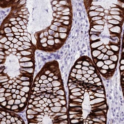 Invitrogen INSC Polyclonal Antibody 100 &mu;L; Unconjugated:Antibodies,
