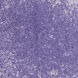 Invitrogen INSC Polyclonal Antibody 100 &mu;L | Buy Online | Invitrogen&trade; | Fisher Scientific