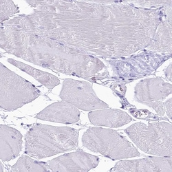 Invitrogen INSC Polyclonal Antibody 100 &mu;L | Buy Online | Invitrogen&trade; | Fisher Scientific