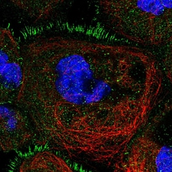Invitrogen TBC1D30 Polyclonal Antibody 100 &mu;L; Unconjugated:Antibodies,