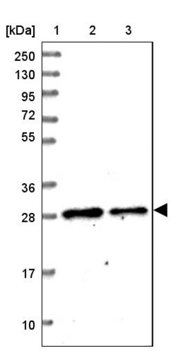 Invitrogen MTIF3 Polyclonal Antibody 100 &mu;L; Unconjugated:Antibodies,