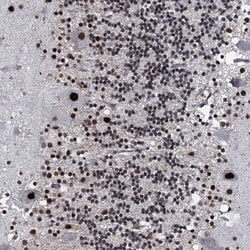 Invitrogen RUFY2 Polyclonal Antibody 100 &mu;L; Unconjugated:Antibodies,