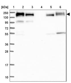Invitrogen GOLGA3 Polyclonal Antibody 100 &mu;L; Unconjugated:Anticuerpos