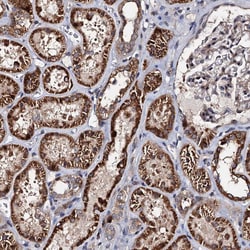 Invitrogen WWC3 Polyclonal Antibody 100 &mu;L; Unconjugated:Antibodies,