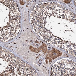 Invitrogen WWC3 Polyclonal Antibody 100 &mu;L; Unconjugated:Antibodies,