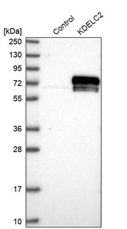 Invitrogen KDELC2 Polyclonal Antibody 100 &mu;L | Buy Online | Invitrogen&trade; | Fisher Scientific