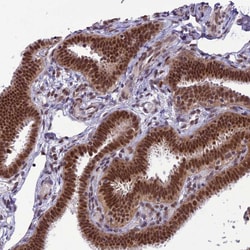 Invitrogen RTRAF Polyclonal Antibody 100 &mu;L; Unconjugated:Antibodies,