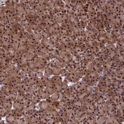Invitrogen RTRAF Polyclonal Antibody 100 &mu;L; Unconjugated:Antibodies,