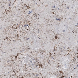 Invitrogen RIN3 Polyclonal Antibody 100 &mu;L; Unconjugated:Antibodies,