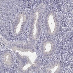 Invitrogen GLIPR1L2 Polyclonal Antibody 100 &mu;L | Buy Online | Invitrogen&trade; | Fisher Scientific