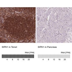 Invitrogen SIPA1 Polyclonal Antibody 100 &mu;L; Unconjugated:Antibodies,