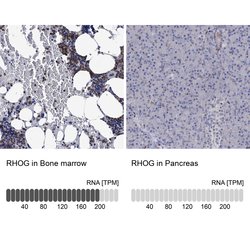 RhoG Polyclonal Antibody:Antibodies, Polyclonal