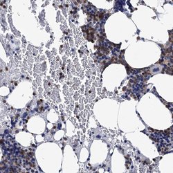RhoG Polyclonal Antibody:Antibodies, Polyclonal