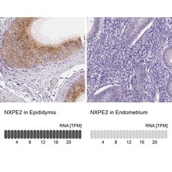 Invitrogen NXPE2 Polyclonal Antibody 100 &mu;L; Unconjugated:Antibodies,