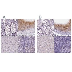 Invitrogen NXPE2 Polyclonal Antibody 100 &mu;L; Unconjugated:Antibodies,